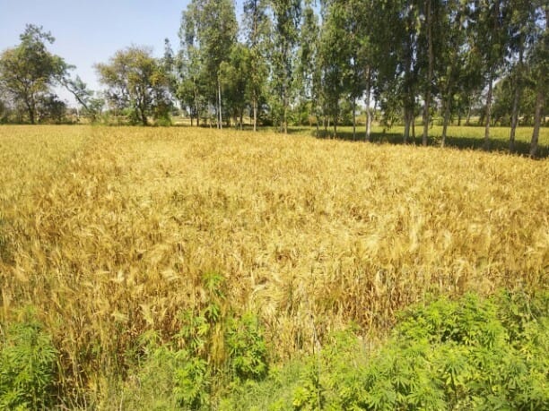 Annadata in crisis, how will threshing of wheat and barley
